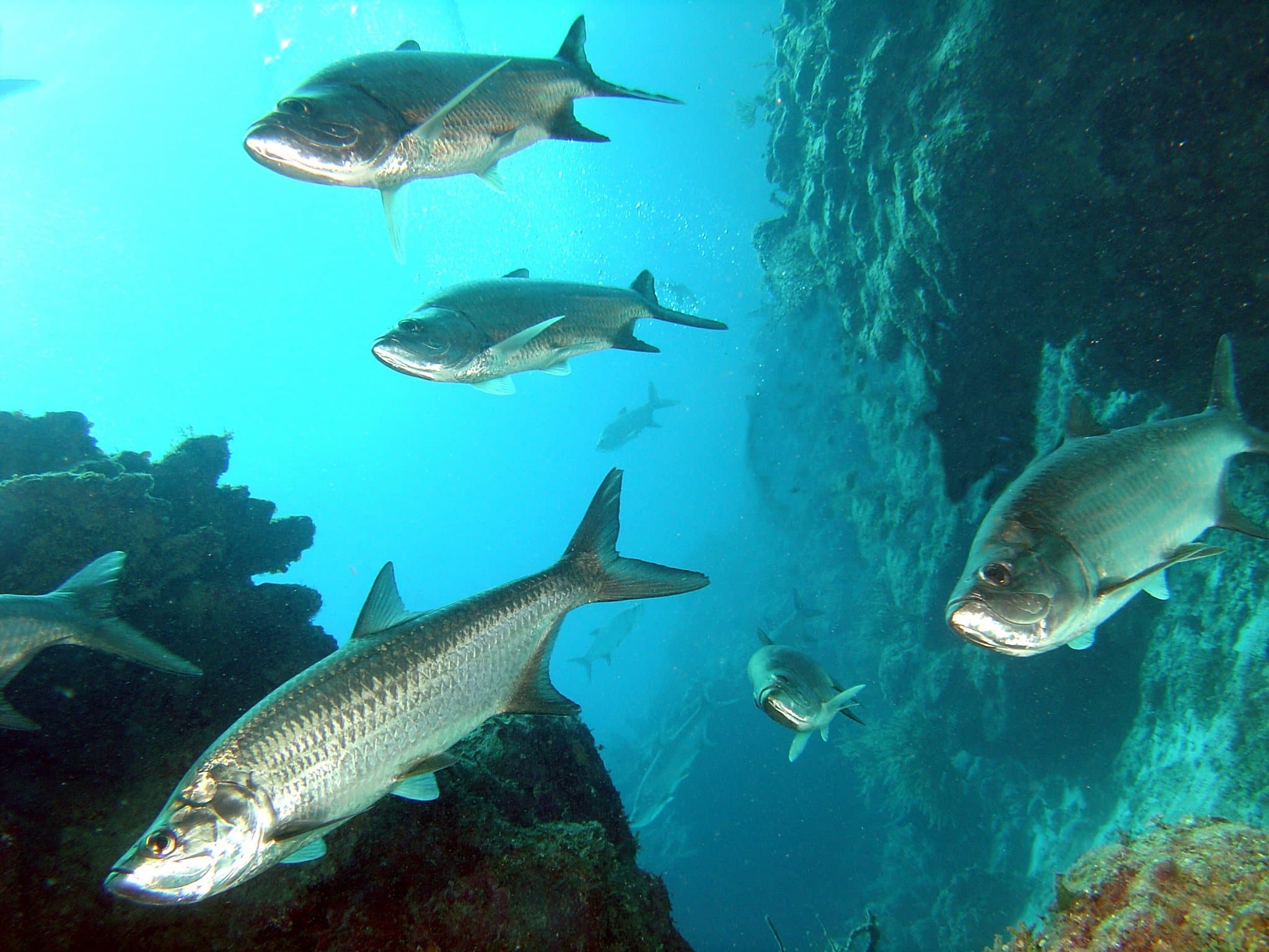 Banco Chinchorro, Mahahual
