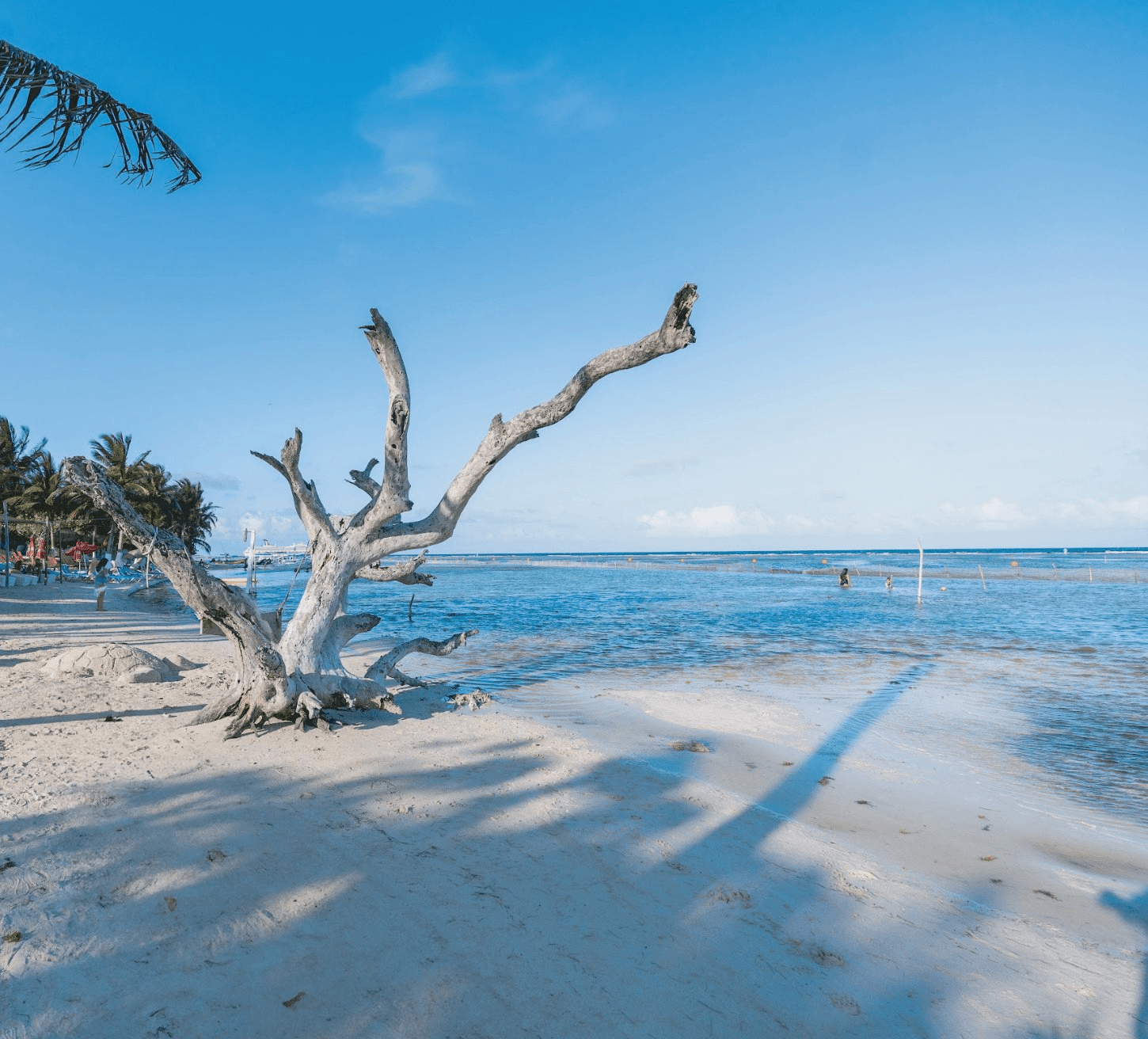 Playa de arena blanca con un árbol seco y mar turquesa en la Riviera Maya