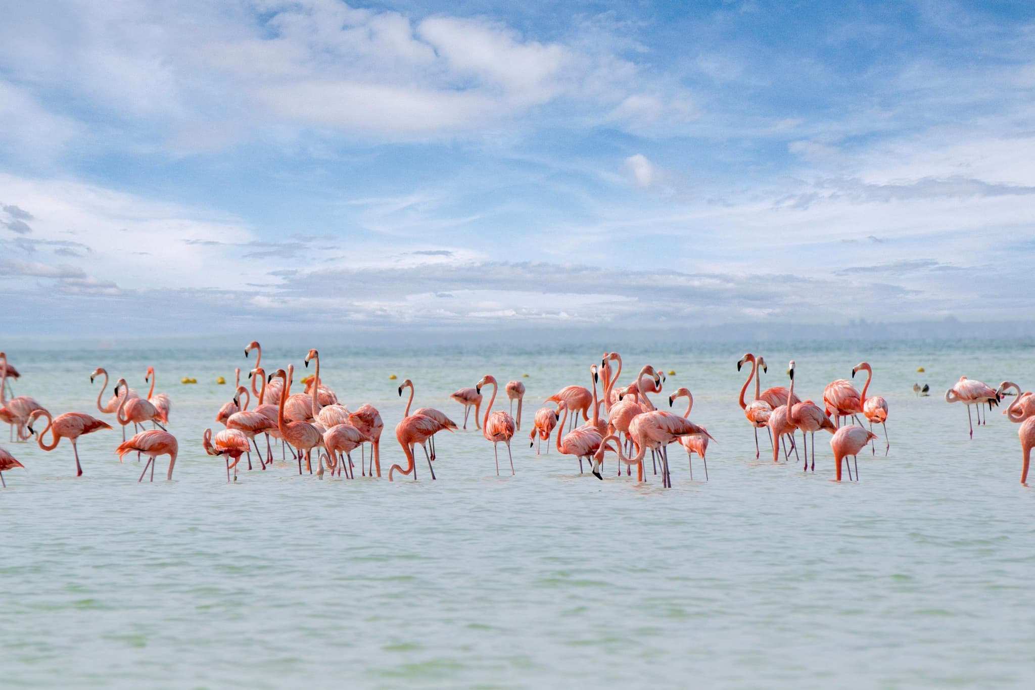 Grupo de flamencos en aguas poco profundas frente a Holbox