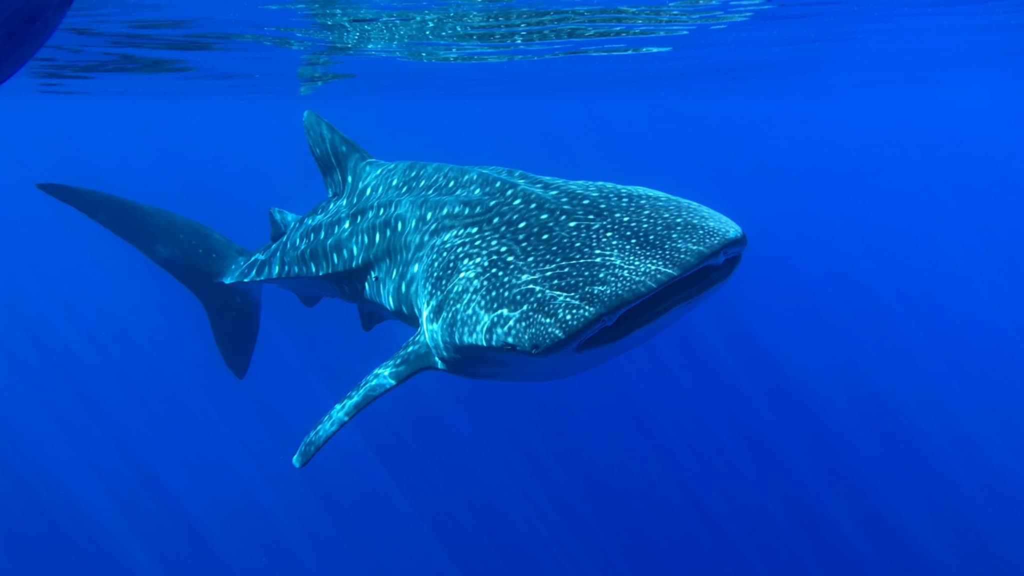 Tiburón ballena nadando en aguas azules frente a Holbox