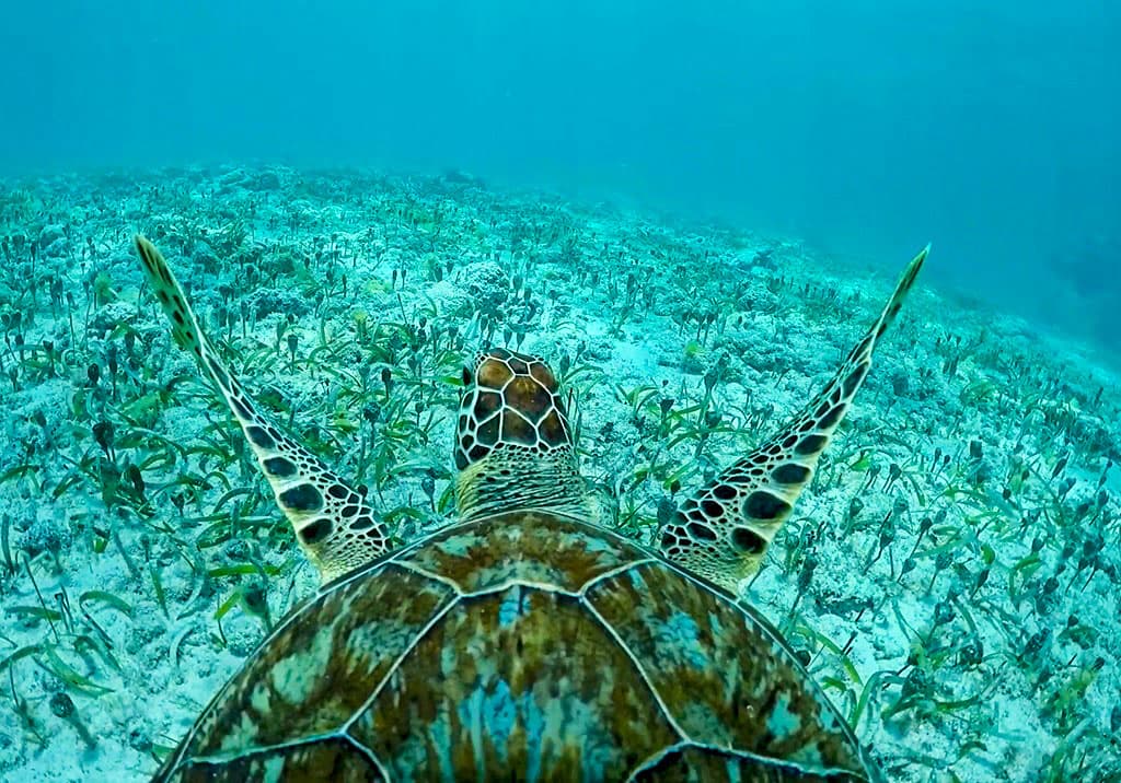 Playa del Carmen: Playa Maroma