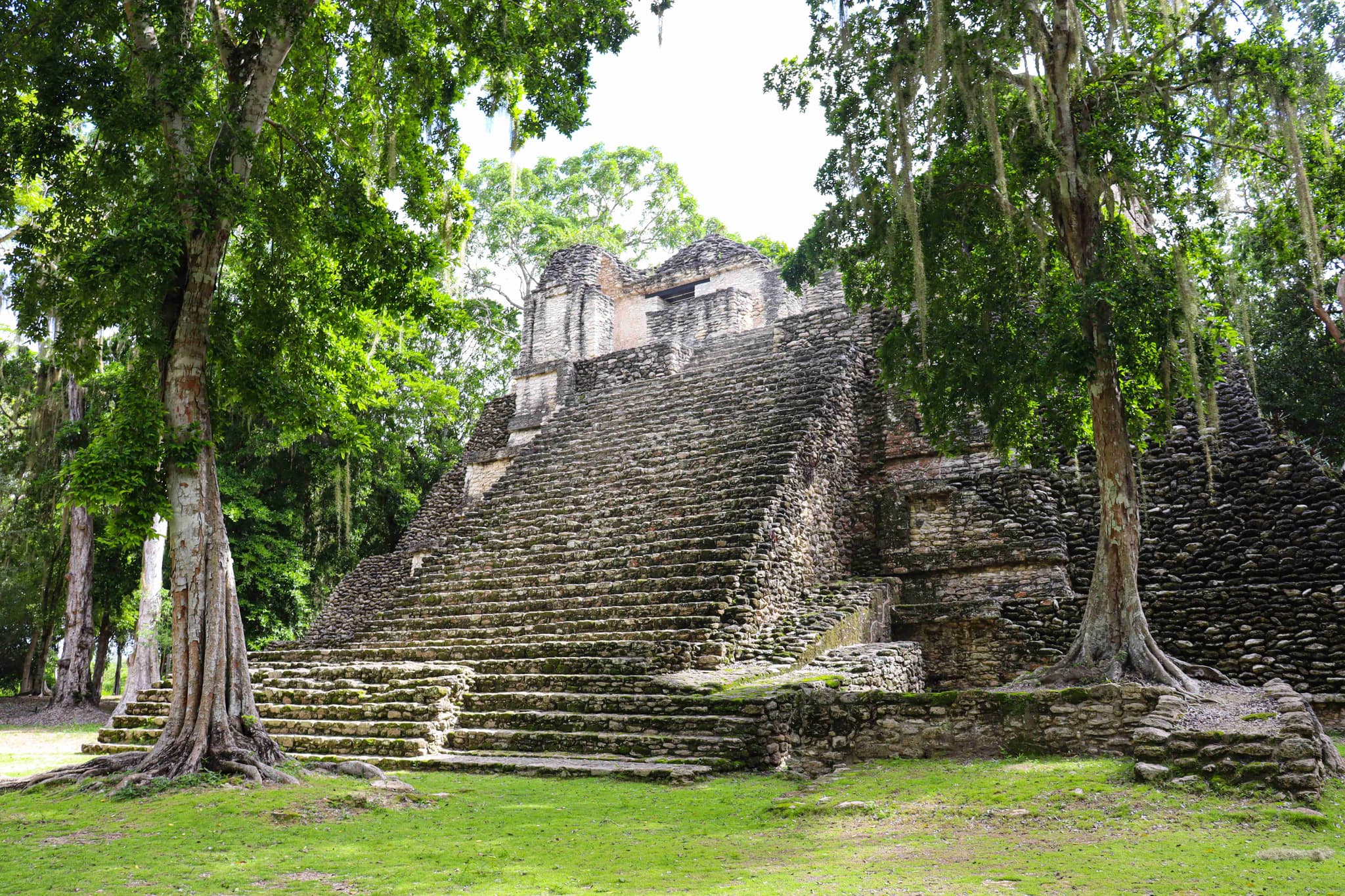 Templo escalonado de Dzibanché entre árboles de raíces aéreas